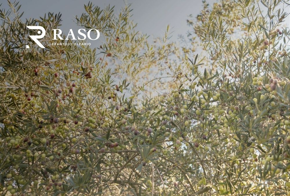 Frantoio Raso 50 anni di storia