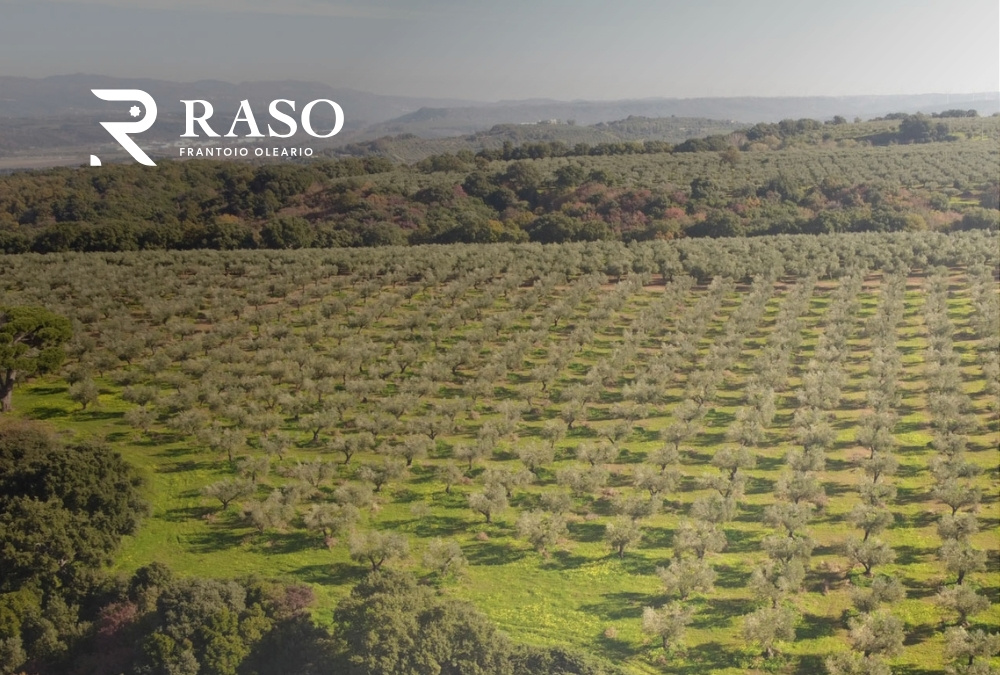 Home 16 The Carolea cultivar: the heart of Frantoio Raso’s extra virgin olive oil