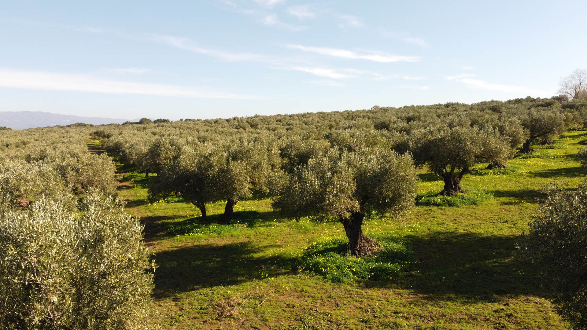 Frantoio 11 Frantoio Raso oliveti 2