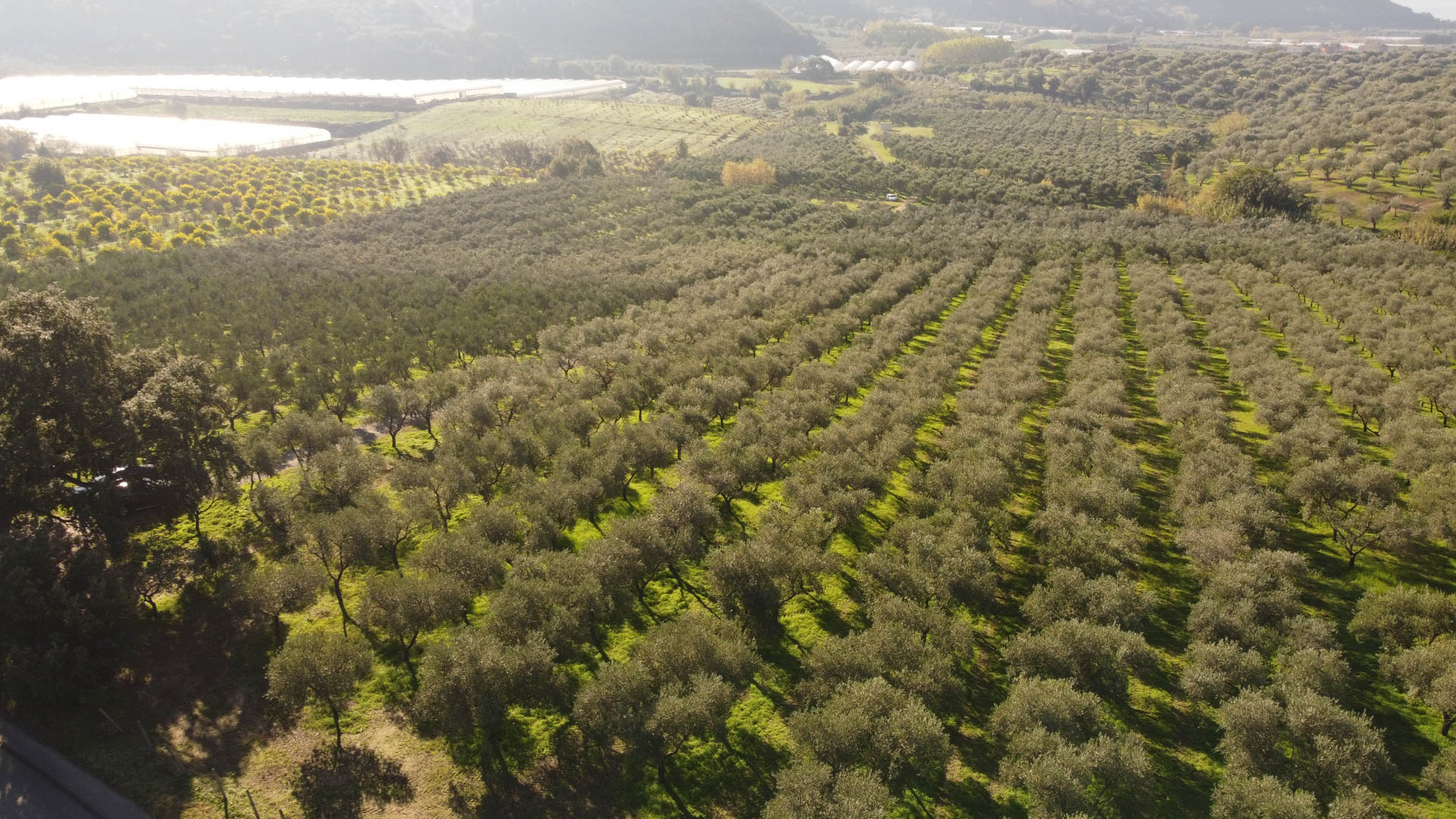 Frantoio 10 Frantoio Raso oliveti 3