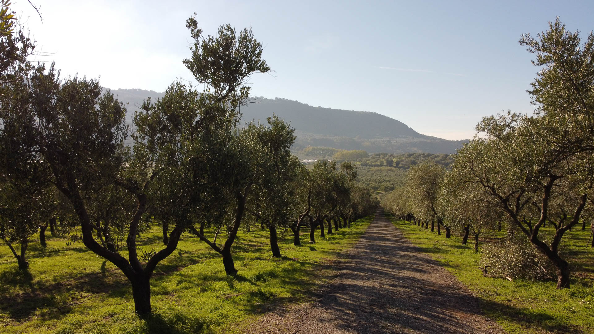Frantoio 12 Frantoio Raso oliveti